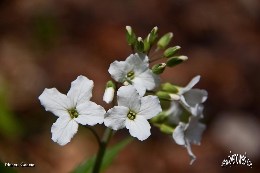 29_cardamine Heptaphylla (dentaria pennata).jpg